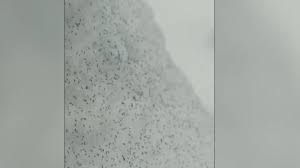 VIDEO Invazie neobișnuită în pădurea Făget din Cluj. Milioane de „purici de zăpadă” acoperă...