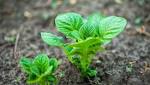 Brace yourself: Drought nails potatoes‚