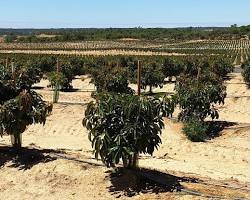 Image of Avocado orchard with irrigation system