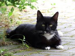 Bildergebnis für schwarz weiße katze