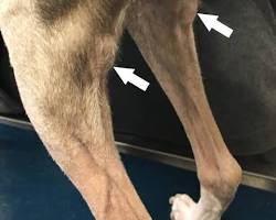 Image de Popliteal lymph nodes in dogs