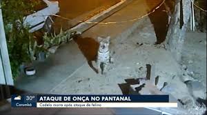 Cadela, de seis anos, morre após ataque de onça em Corumbá