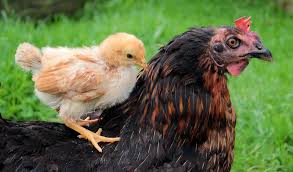 Résultat de recherche d'images pour "poule image gratuite"