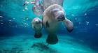 Myrtle Beach Scuba Diving Sites Prices Express Watersports