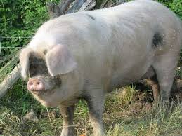 Image result for giant pig