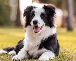 Immagine di Border Collie dog breed