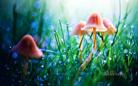 Image result for fairy land