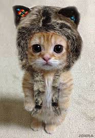Image result for cute kitten pic
