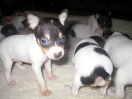 2 week old litter of toy fox terrier puppies