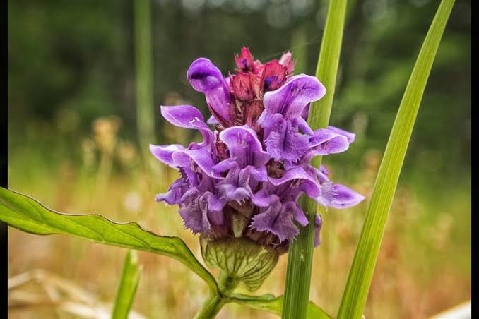 Prunella vulgaris (Selfheal)