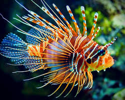 Image result for ikan hias