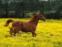 Image result for HORSE