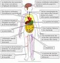 Consquences de l alcool et effets sur l organisme