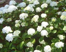 Image of Hortensia blanc