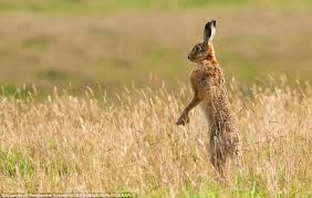 Image result for hare