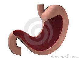 Image result for human stomach