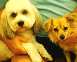 When Rene and Karen Colen brought their Bichon Frise, Bugsy, along on the search for another companion, it was Bugsy who chose his new best friend ... - tyler-and-bugsy-2