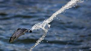 KRÖNIKA: Får skyldigheter och kokainrester ordning på Sverige?