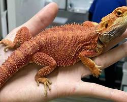 ハイポ フトアゴヒゲトカゲの画像