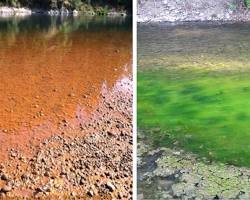 Image of Red algae in lakes