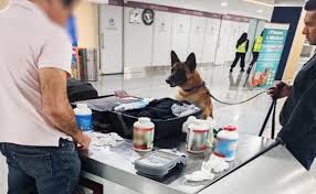 Decomisan casi 7 mil pastillas de hidrocodona en el AICM