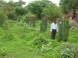Image result for Tree plantation