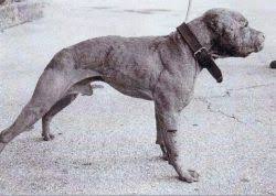 Résultat de recherche d'images pour "krokodil"