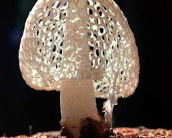 キヌガサタケの画像