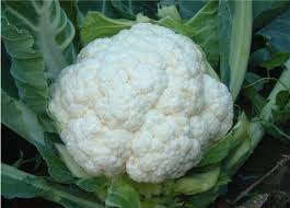 cauliflower ile ilgili görsel sonucu