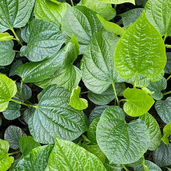Piper sarmentosum (Piper betel leaf - edible)