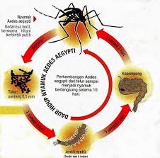 Image result for demam denggi