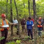  Beech trees are booming in New England. Here's why that's a bad thing.