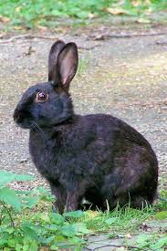 Image result for RABBIT