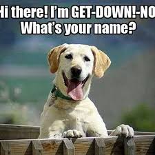 Image result for hi meme