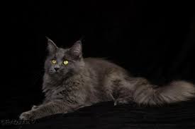 Imagini pentru rase de pisici maine coon