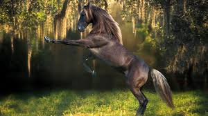 Image result for HORSE