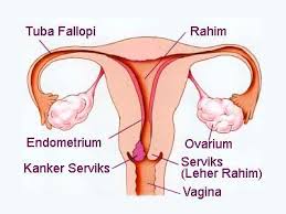 Hasil gambar untuk SISTEM REPRODUKSI WANITA