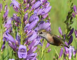 pollination ile ilgili görsel sonucu