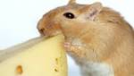  Researchers defy biology: Mice remain slim on burger diet