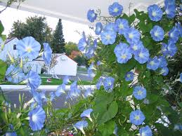 Image result for morning glory images