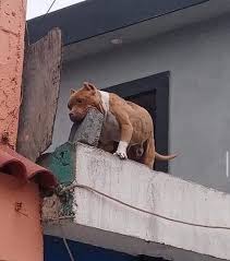 A pitbull trained by his owner to pick up and drop bricks on ...