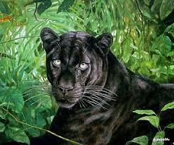 Resultado de imagen de FIERAS EN LA NOCHE DE LA SELVA AFRICANA