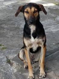 Universo dos Sonhos PET
