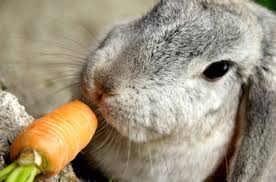Image result for RABBIT