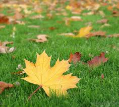 Image result for organisms and their environment