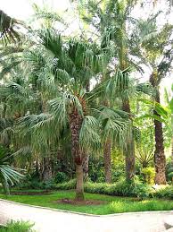 Picture of Livistona chinensis