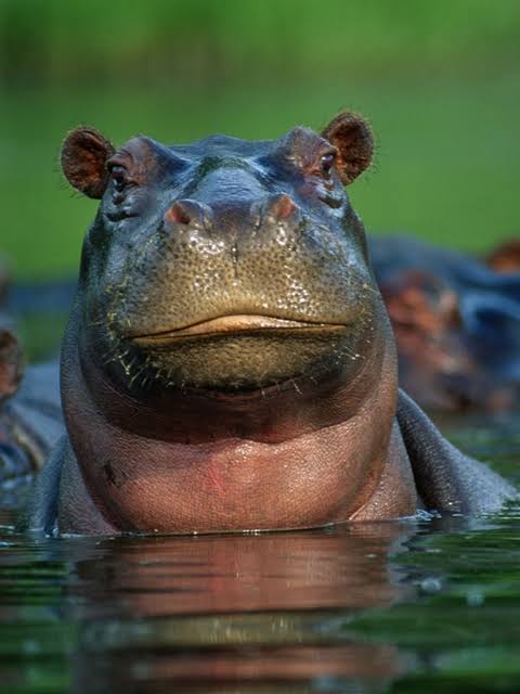 Hippopotamus