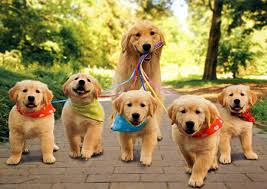 Image result for cute dogs