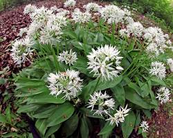 Obraz: Czosnek niedźwiedzi (Allium ursinum)