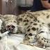 Behind the scenes at Cleveland Metroparks Zoo: See how they care ...